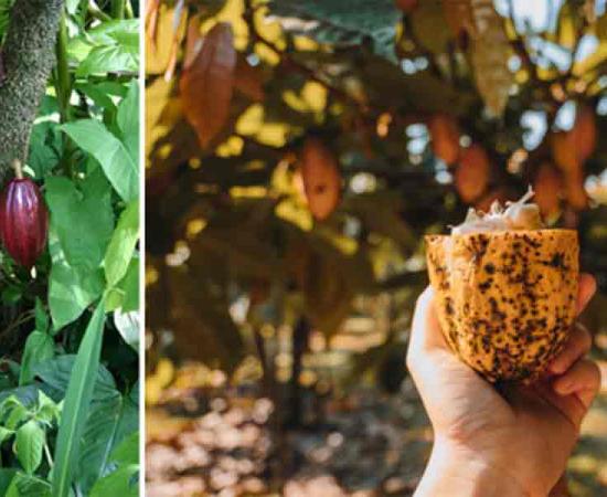Left; A cacao tree with fruit pods in various stages of ripening. Right; Ripe cacao ready to pick.	Source: Left, Public Domain, Right, Pantira/Adobe Stock