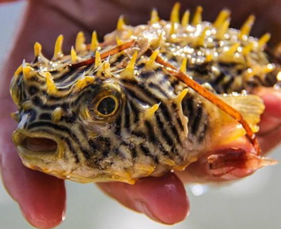 The striped burrfish, a fish with toxic compounds inside that can kill humans if it is ingested.