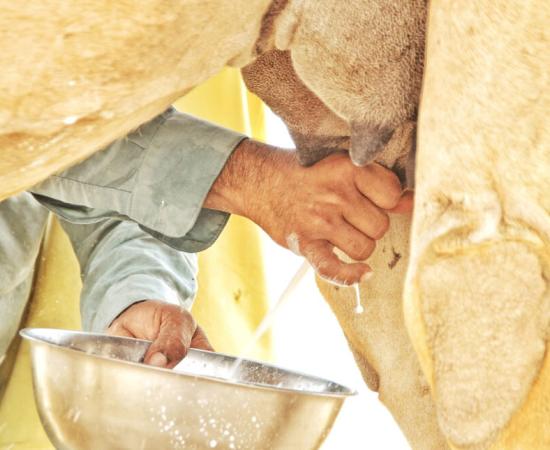 Man in the desert extracting camel milk. Source: padraic spencer/EyeEm / Adobe Stock