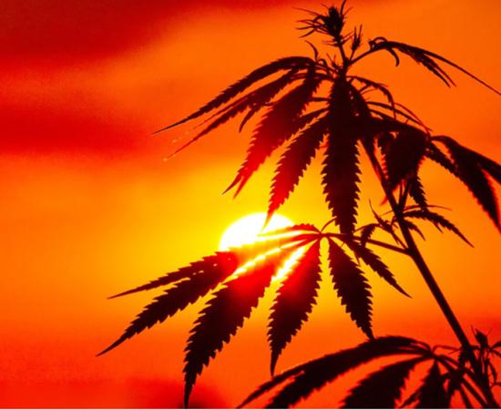 Cannabis in China has a long history, the longest in the world, and its flowers and seeds were used for stimulation and nutrition, respectively.		Source: Aleksandr / Adobe Stock