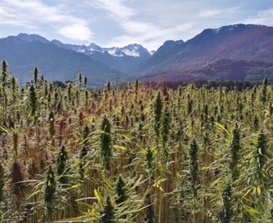 Cannabis plant origins traced to ancient Tibet.        