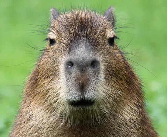 Representational image of a Capybara. Source: Henner Damke / Adobe Stock 