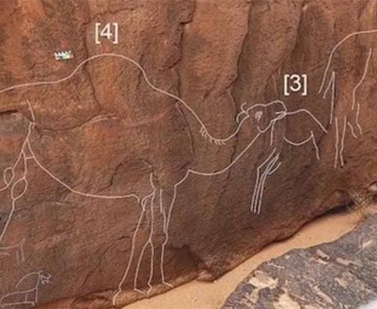 A team of international archaeologists discovered life-sized wild camel carvings on a rock outcrop near the southern Nafud desert border in Saudi Arabia. Carvings are outlined in white to enhance visibility.         Source: Maria Guagnin, et al/Science