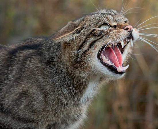 A very close up detailed portrait of a Scottish wildcat snarling and showing its teeth. Source: alan1951 / Adobe Stock