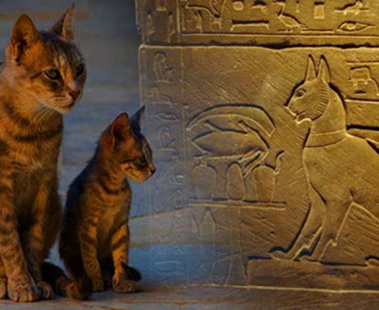 The Cat Came Back: A More Than Mythical History – Part I