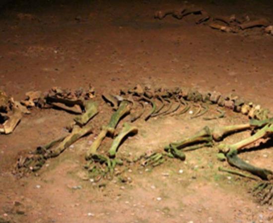 Skeleton of a prehistoric cave bear. Source: Fizped / CC BY-SA 3.0