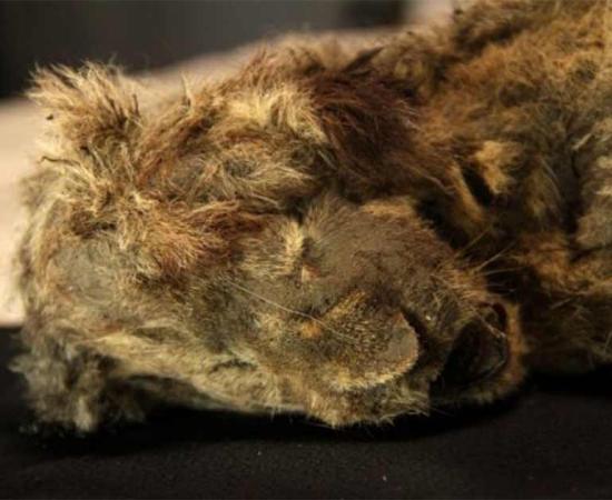 A closeup of the head of the female Siberian cave lion cub mummy now known as Sparta. (Love Dalén / Stockholm University)