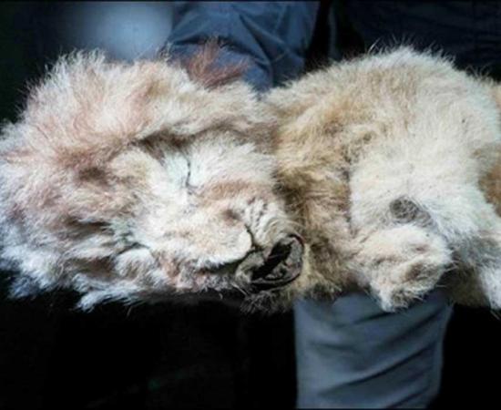 The cave lion cub now known as ‘Sparta.’ Source: Siberian Times