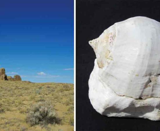 Left; Kin Klizhin is an ‘ancestral’ community consisting of a great house with tower kiva. Right; Strombus galeatus conch shell from the Sea of Cortez. Source: Van Dyke/Antiquity Publications Ltd