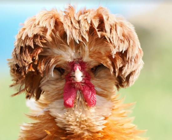 Chicken domestication seems obvious today. For the longest time we have believed chickens were a domesticated food source since the dawn of civilization, but recent archaeological scientists have proven otherwise in a big way!		Source: Robert May/ Antiquity Publications Ltd