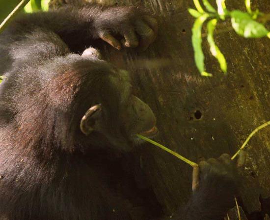 Study of Chimpanzee Tool Use Debunks “Chimps in Stone Age” Theory