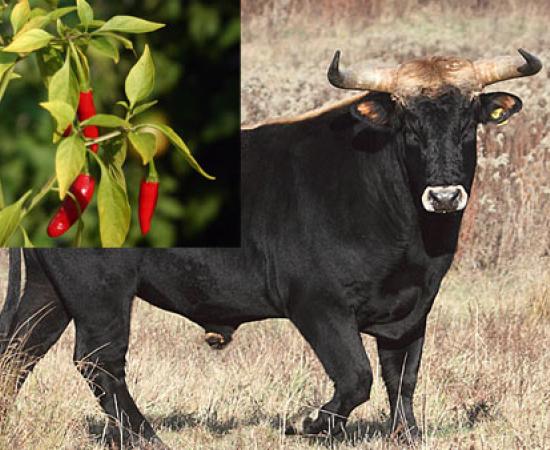 Chilli and Bull Urine for Curing - China