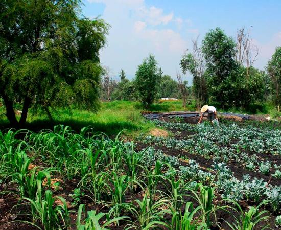 Chinampa, Mexico. Source: Maleny / Adobe Stock.