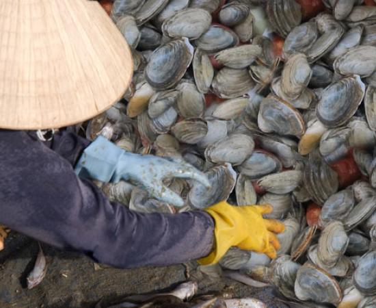 Ancient Clam Farming