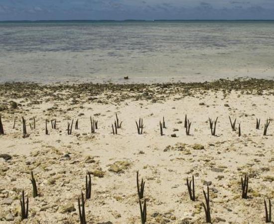 Climate Change due to Ancient Humans