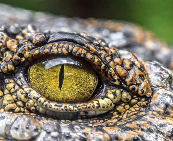 Crocodile eyes. Source: Георгий Лыкин / Adobe Stock.