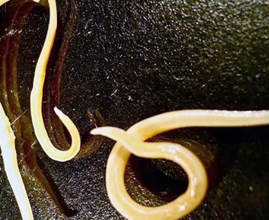 Awake after 42,000 years...nematodes.  