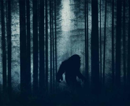 Hundreds of people report cryptid sightings like Bigfoot every year. Will definitive proof ever be found?           Source: Dave / Adobe Stock