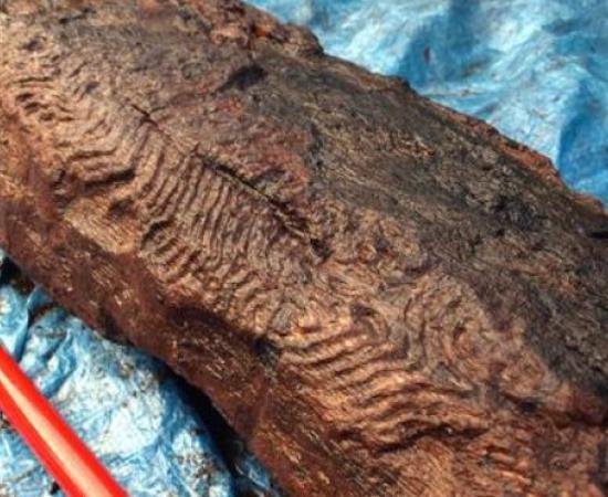 Decorative wood in Wales - Ancient