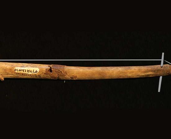 The artifacts are believed to have been used as deer antler instruments. Source: F. Z. Campos / Antiquity