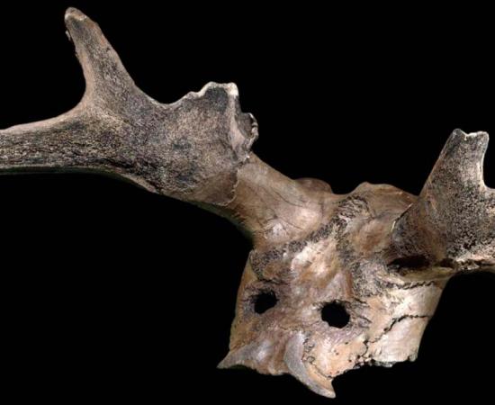 Star Carr deer bone mask (Trustees of the British Museum / CC by SA 4.0)