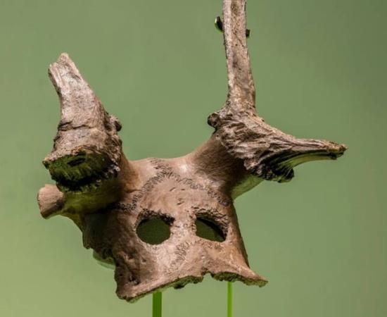 One of the three Mesolithic deer skull headdresses from the new Star Carr exhibition at the Museum of Archaeology and Anthropology