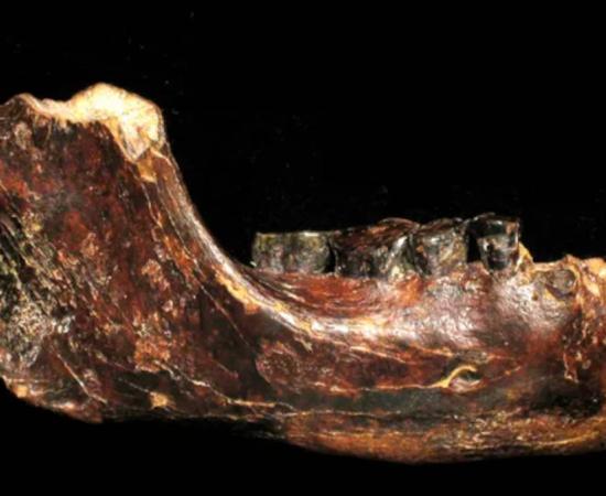 The fossilized jawbone found off the west coast of Taiwan, now identified as Denisovan.