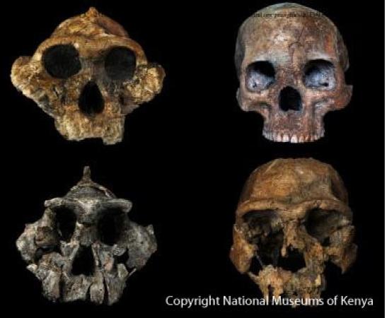 Diet responsible for human evolution