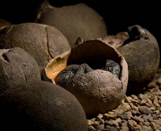 Representational image of dinosaur eggs. Credit: KtD / Adobe Stock