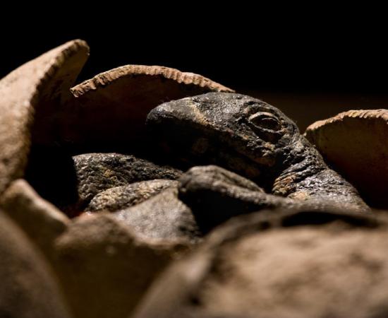 Representational image showing dinosaur embryo in an egg. Source: KtD / Adobe Stock