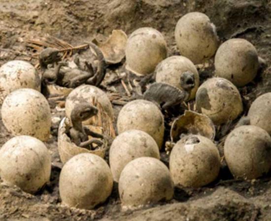 A model of a dinosaur nest with eggs hatching. Source: Jaroslav Moravcik / Adobe Stock