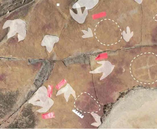 Dinosaur tracks in highlight and petroglyphs circled by dashed lines. Source: Troiano, et al., Scientific Reports 2024