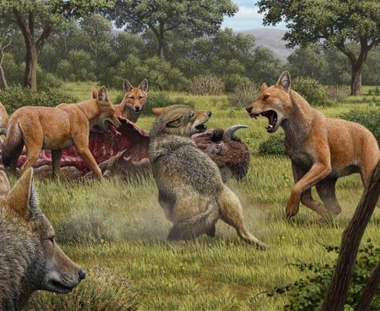 Somewhere in Southwestern North America during the late Pleistocene, a pack of dire wolves (Canis dirus) are feeding on their bison kill, while a pair of gray wolves (Canis lupus) approach in the hopes of scavenging. One of the dire wolves rushes in to confront the gray wolves, and their confrontation allows a comparison of the bigger, larger-headed and reddish-brown dire wolf with its smaller, gray relative. Source: Mauricio Antón/ Nature