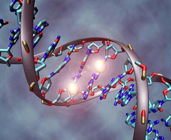 A DNA molecule that is methylated on both strands on the center cytosine. DNA methylation plays an important role for epigenetic gene regulation in development and cancer
