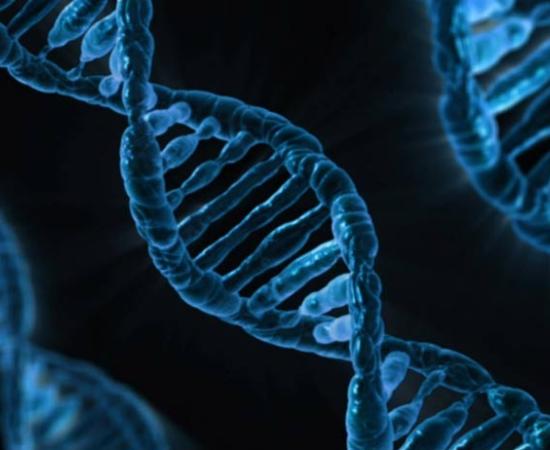 Human DNA 