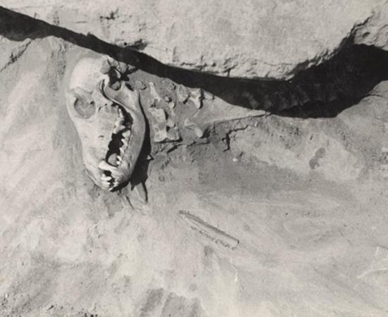 Dog burial in Siberia. Stone and bone implements are present near and under the cranium, and a round pebble is visible within the mouth. 