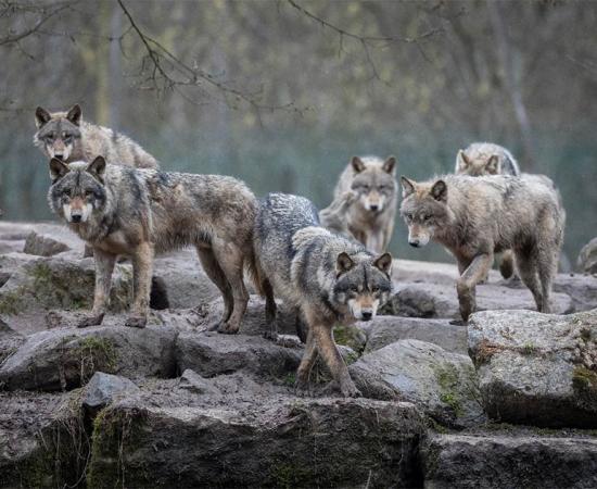 New Theory Links Dog Domestication And Excess Protein