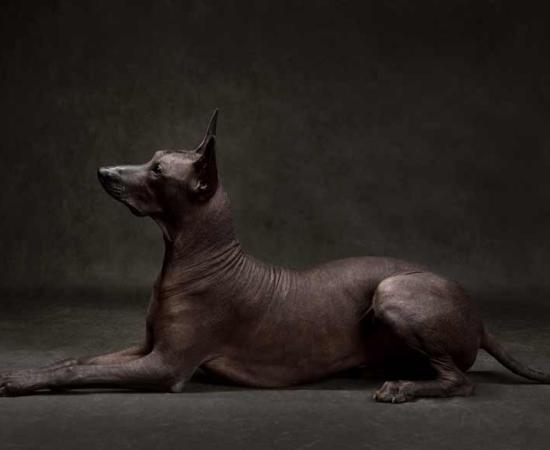 Anubis and Xolotl: The Remarkable Resemblance of the Death Dog Gods