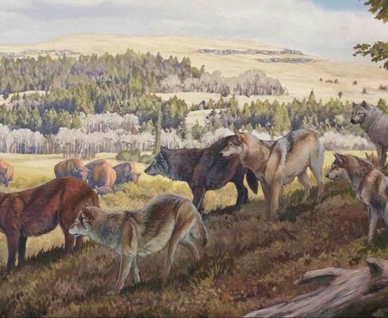 Indigenous dogs of America. Source: dinopedia