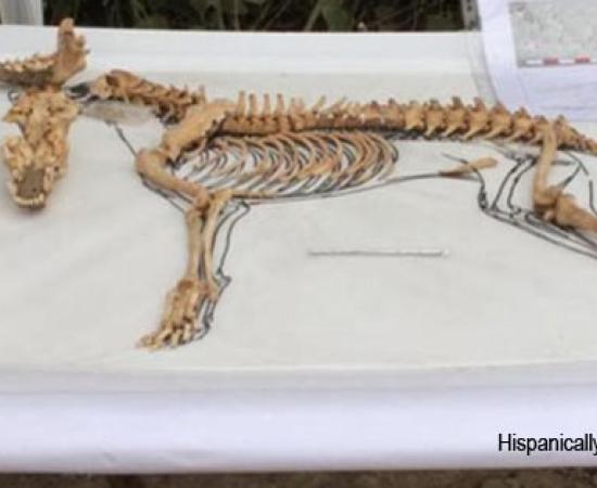 Dog Skeleton