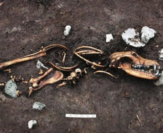 One of the eight dog skeletons were found next to three tethering stakes.