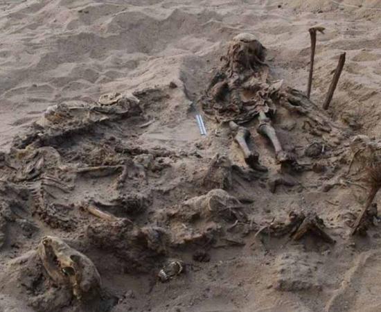 The remains of a young girl found buried with 142 dogs has offered new insights. Source: CEI RAS