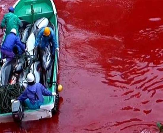 Dolphin Masacre in Japan