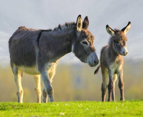 Mother and baby donkey. Credit: Geza Farkas / Adobe Stock