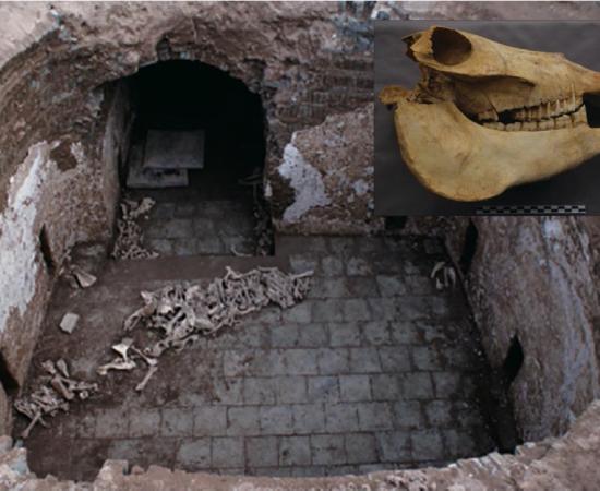 Main: Cui Shi’s tomb with animal bones revealing evidence of the ancient Chinese nobles playing donkey polo. Inset: A skull of one of Cui Shi’s donkeys.           Source: J. Yang &  S. Hu / Antiquity Publications Ltd