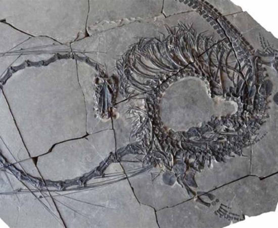 Dinocephalosaurus fossil which is reminiscent of the mythical Chinese dragon.            Source: Nicholas C. Fraser/Naturkundemuseum