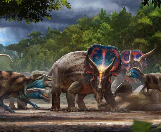 A museum artist’s version of the dueling dinosaurs, which is being used as the promotional image for the North Carolina museum exhibit.                   Source: Matt Zeher / North Carolina Museum of Natural Sciences