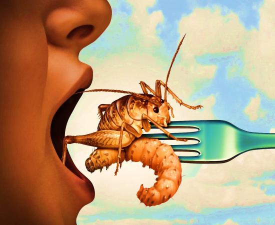 Eating insects goes back to the beginning of human time and continues today in more ways than you might think of. 		Source: freshidea / Adobe Stock