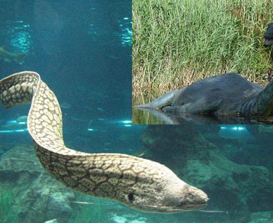 A European eel with some fish in an aquarium; most European eels grow to 23 to 31 inches (60 to 80 centimeters). 