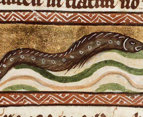 Eel depicted in a medieval manuscript. Source: Public domain